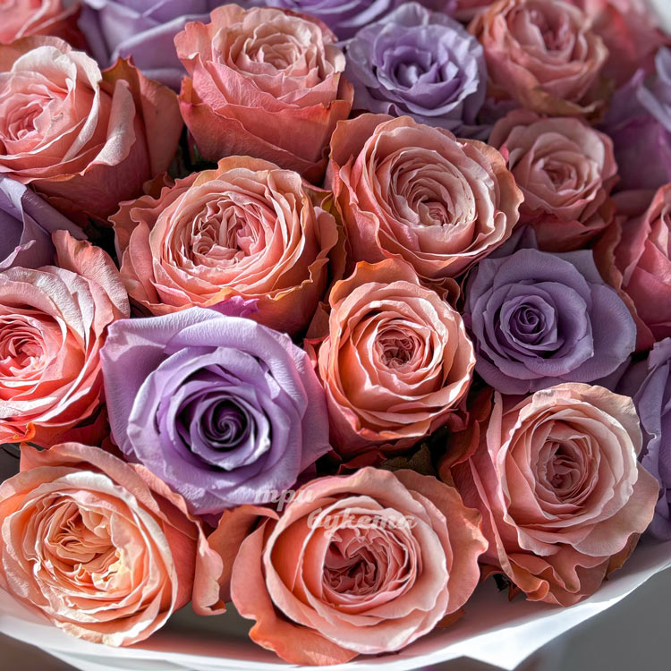 Букет из 25 персиковых и сиреневых роз (крупный план)